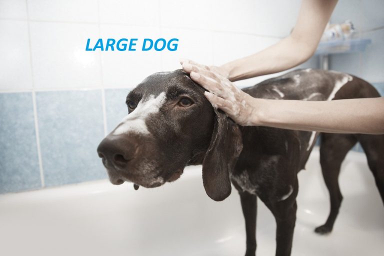 Grooming Large Dogs Paw'n Pet Food