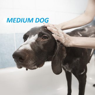 Medium Dog Grooming